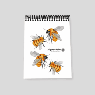 Libretas pequeñas – Tesoros para grandes ideas - Abejorro Chileno